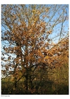 Fotos Herbst