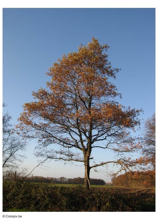 Foto HerbstbÃ¤ume