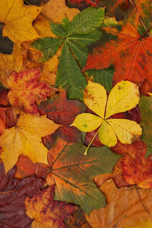 HerbstblÃ¤tter