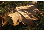 Herbstblatt