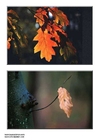 Fotos Herbstblätter