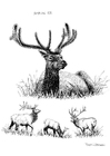Malvorlage hirsch