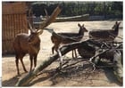 Foto Hirsch und Hirschkuh