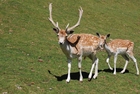 Fotos Hirsch und Hirschkuh