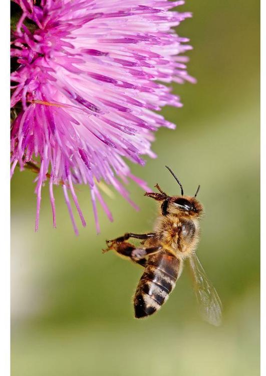 Honigbiene auf Blume