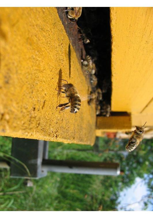 Honigbiene im Bienenkorb