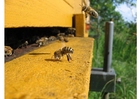 Fotos Honigbiene im Bienenkorb