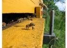Foto Honigbiene im Bienenkorb
