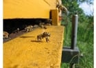 Foto Honigbiene im Bienenkorb