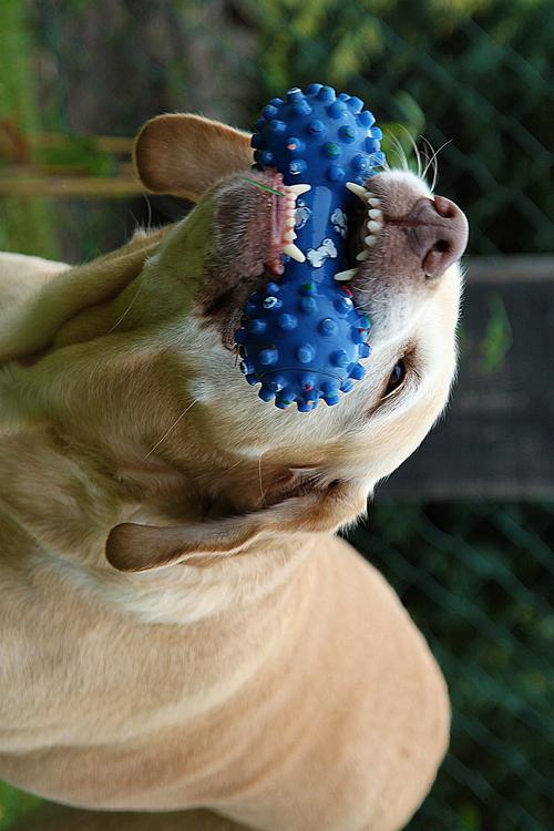 Hund mit Spielzeug