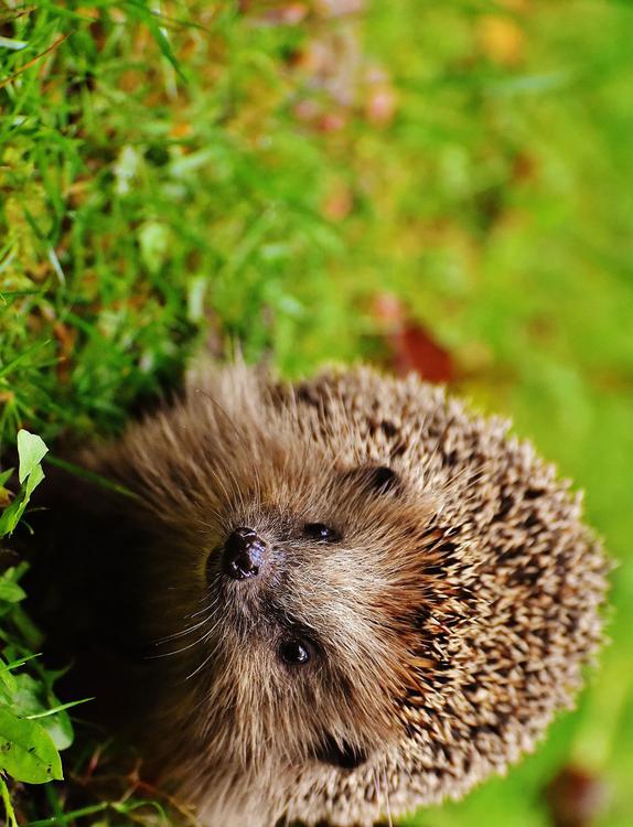 Igel