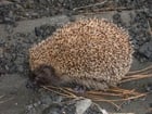 Fotos Igel