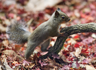 Foto Japanisches EichhÃ¶rnchen