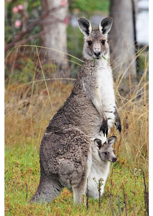 Foto KÃ¤nguru mit Jungem