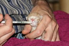Fotos Kätzchen Fütterung