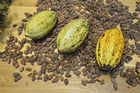 Fotos Kakaobohnen