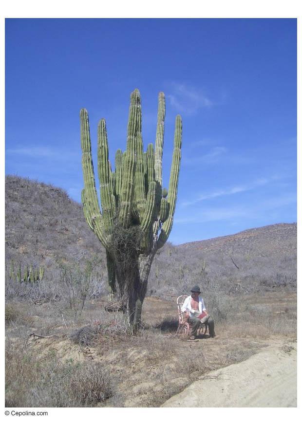 Foto Kaktus in der WÃ¼ste