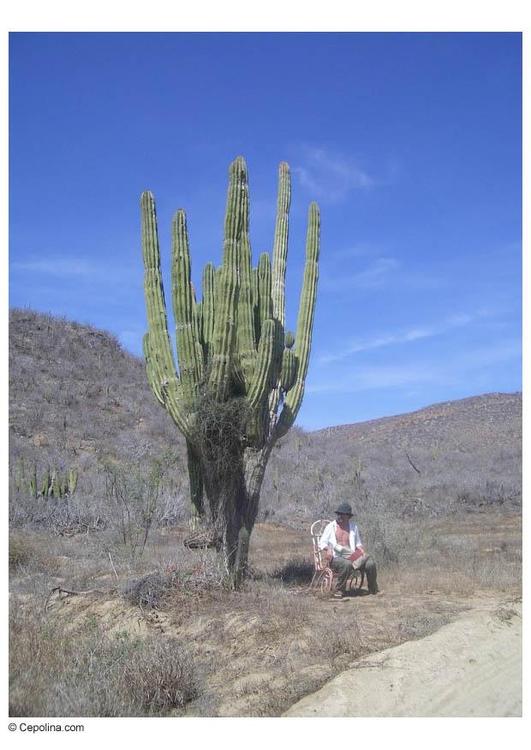 Kaktus in der WÃ¼ste