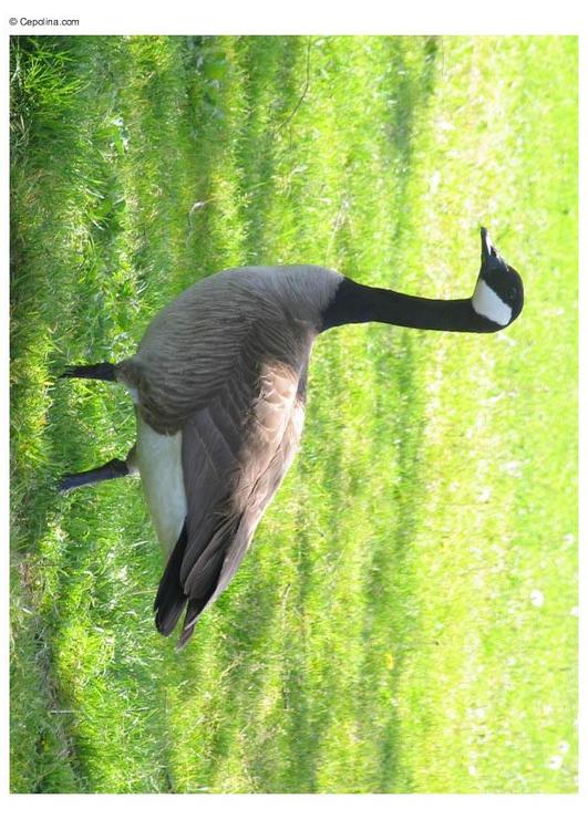 Kanadische Gans