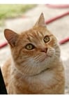 Foto Katze