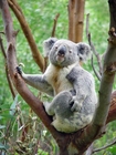 Koala Beutelbär