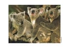 Fotos Koala