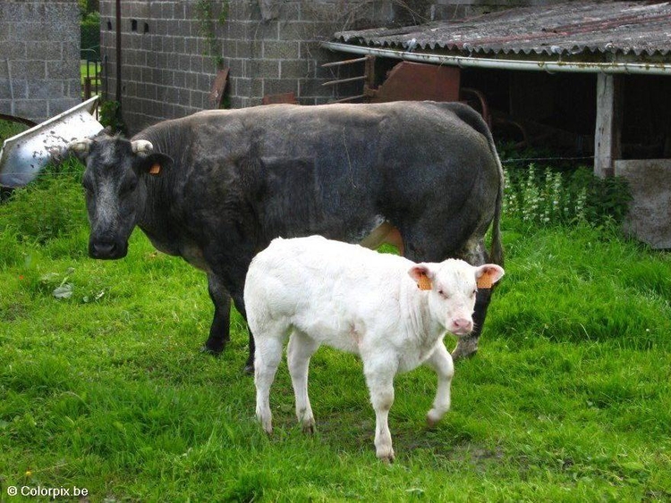 Foto Kuh und Kalb