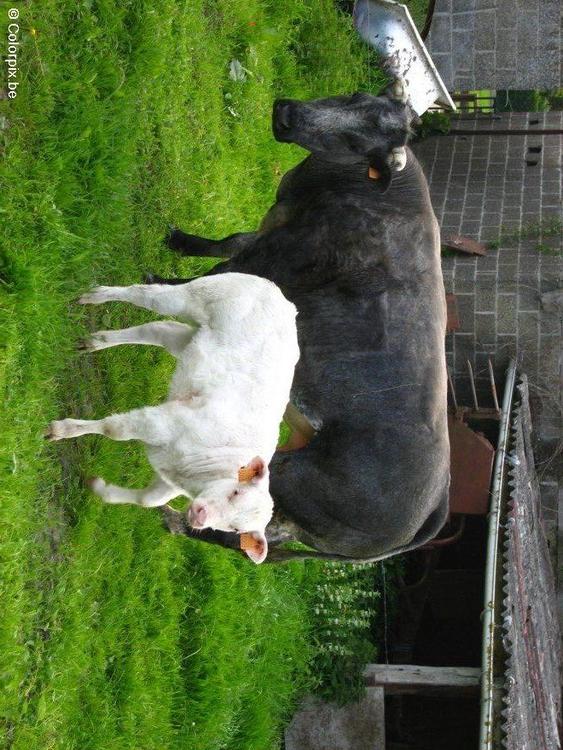 Kuh und Kalb