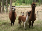 Lamas