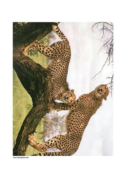 Leopard