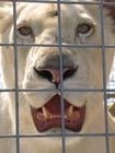 Löwe in Käfig
