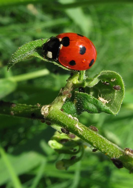 MarienkÃ¤fer mit BlattlÃ¤usen