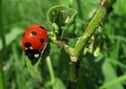 Foto MarienkÃ¤fer mit BlattlÃ¤usen