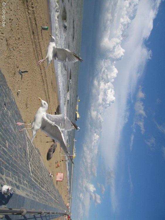 MÃ¶wen am Strand