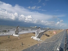 Möwen am Strand