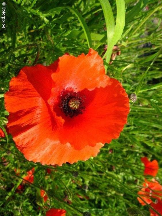 Mohn 2