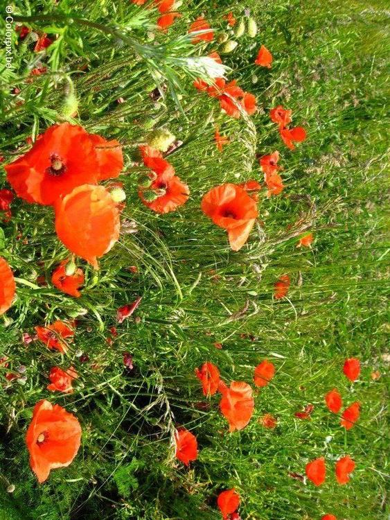 Mohn