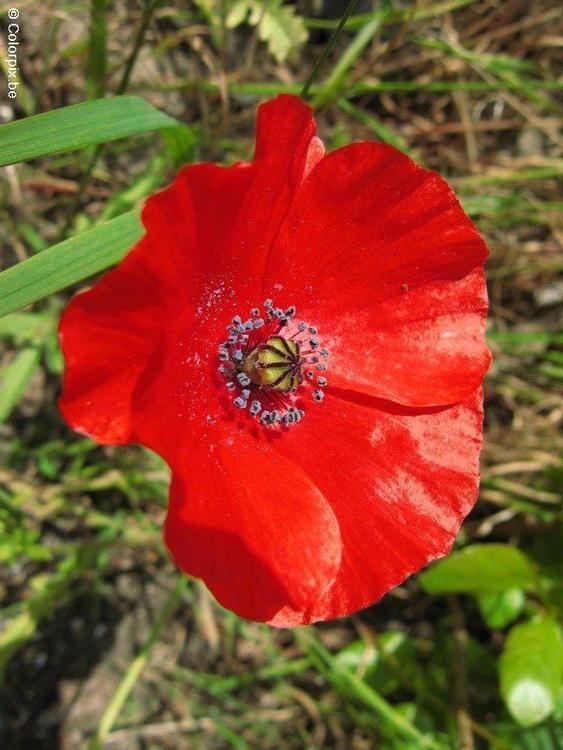 Mohn