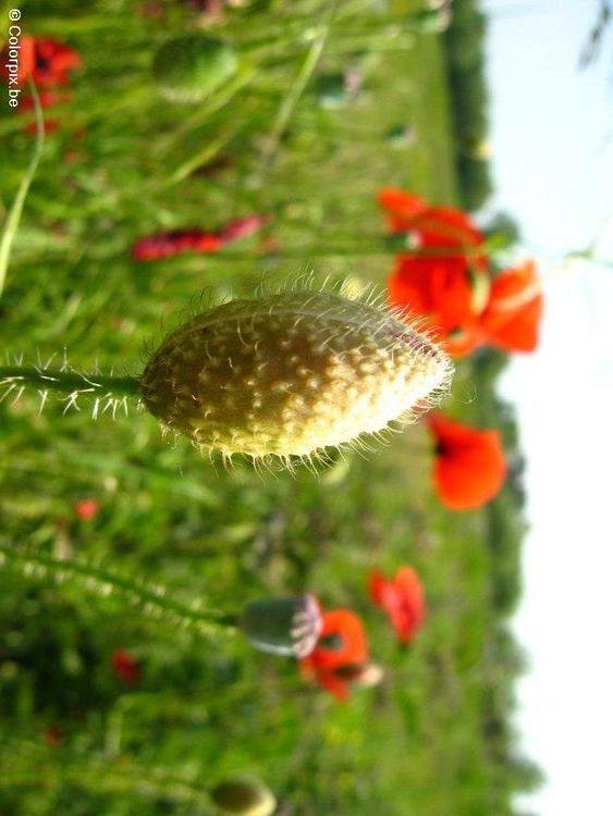 Mohnknopse