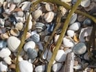 Fotos Muscheln 1