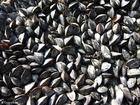 Foto Muscheln 3