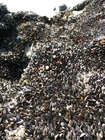 foto Muscheln 1
