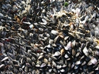 foto Muscheln 2
