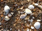 Muschelschalen