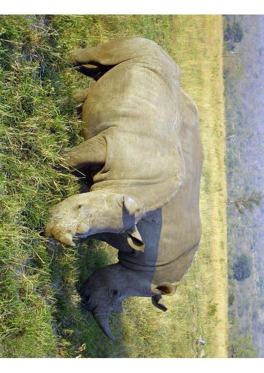Nashorn