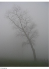 Foto Nebel