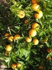 Orangen