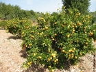Fotos Orangenbaum