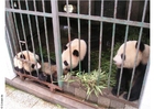 Fotos Pandas