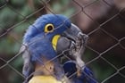 Fotos Papagei in Käfig